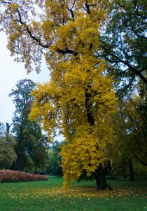 Park Wörlitz